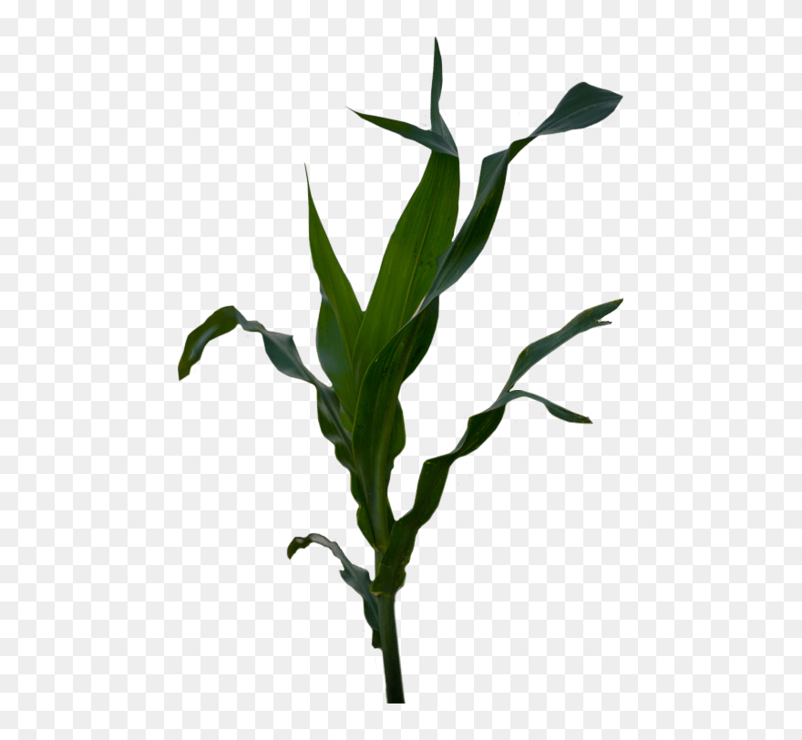 Clip Art - Png Download