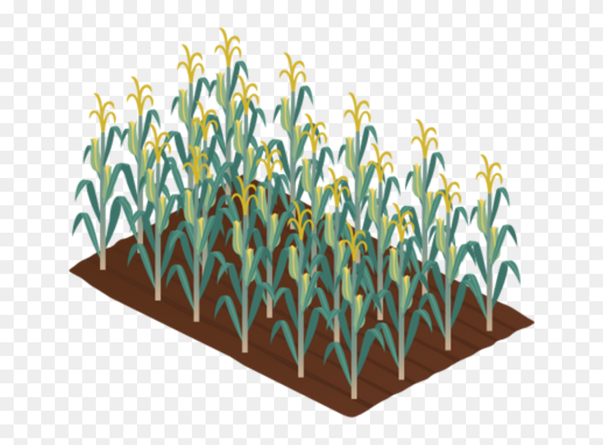 Corn Crop Clipart