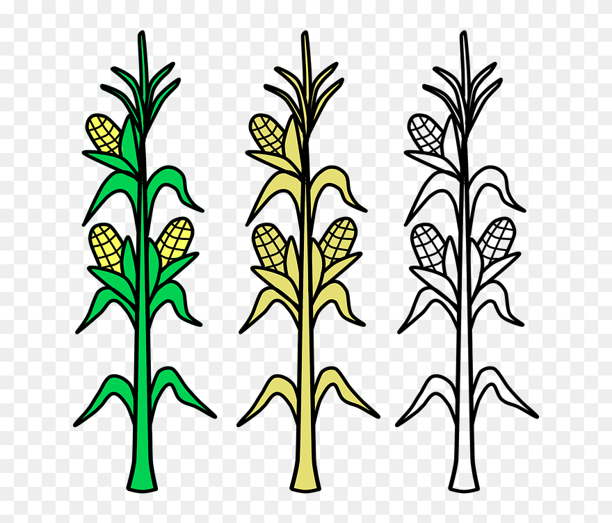 Corn On The Cob Candy Corn Maize Coloring Book Crop - Corn Stalks Clipart - Png Download