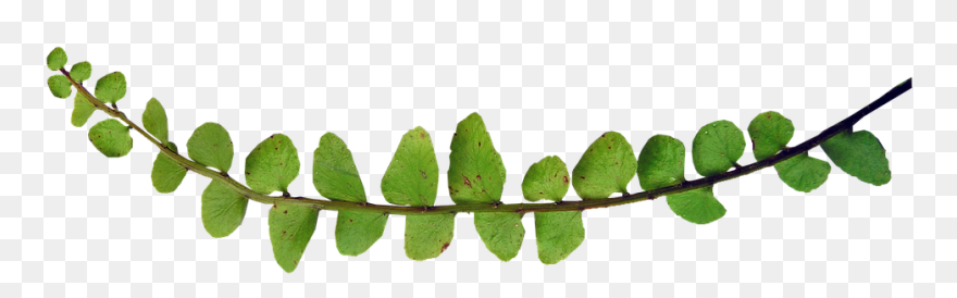 Fern Leaf Png - Plants Clipart