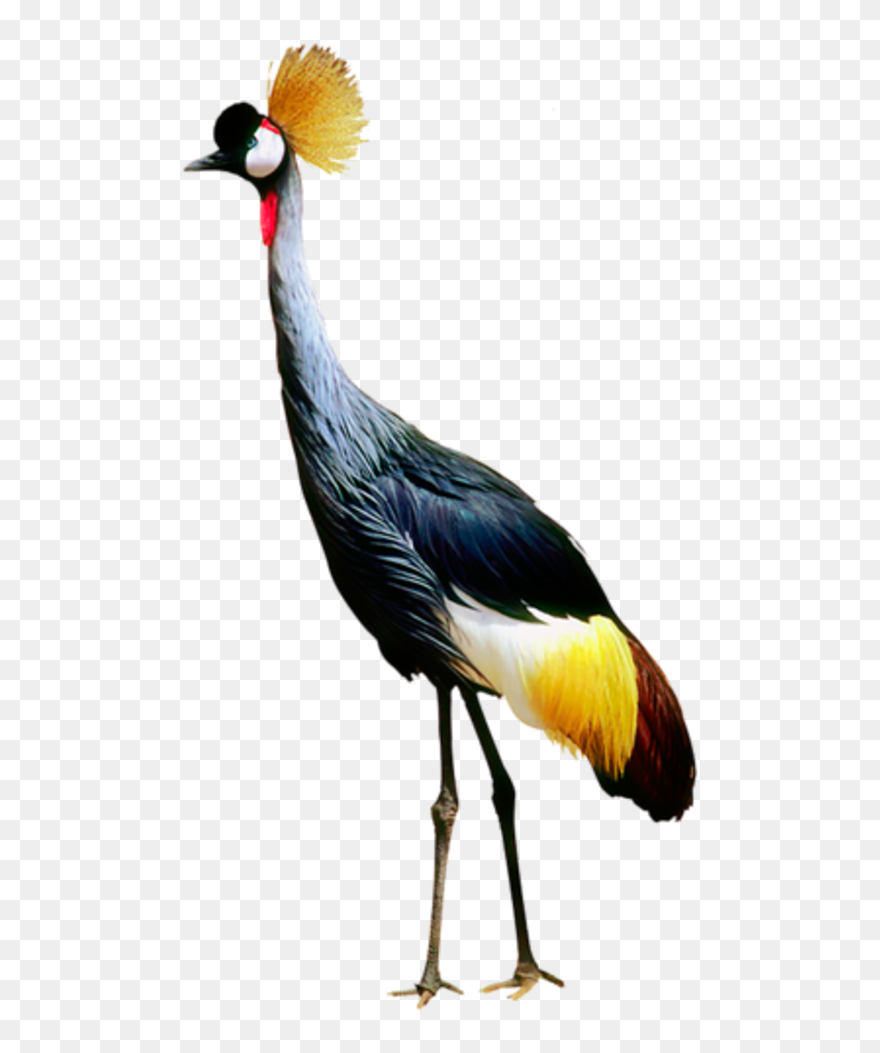 Crane Bird Clipart