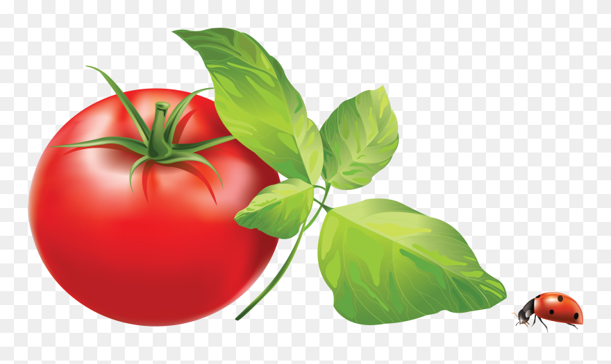 Png Picture Web Icons - Tomato Leaves Clip Art Transparent Png