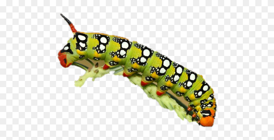 Real Caterpillar Transparent Images - Caterpillar Png Clipart