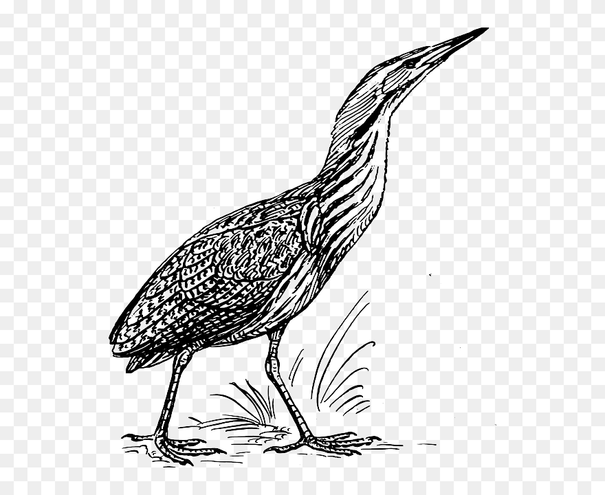Outline, Bird, Stand, Walking, Animal, Bittern - Bittern Black And White Clipart