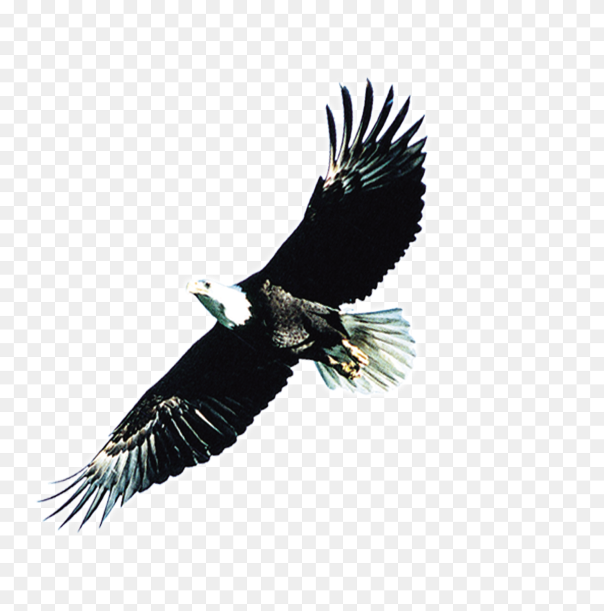 Condor Drawing Eagle Wings Spread - 雄 鹰 Clipart