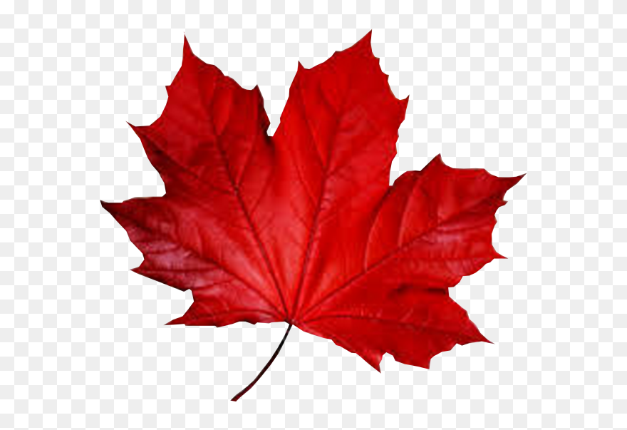 Maple Leaf Smule Autumn - Fall Red Leaf Png Clipart