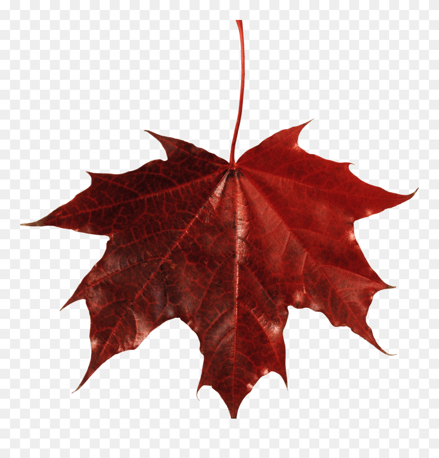 Maple Leaf Autumn Leaf Color - Red Leaves Png Transparent Clipart