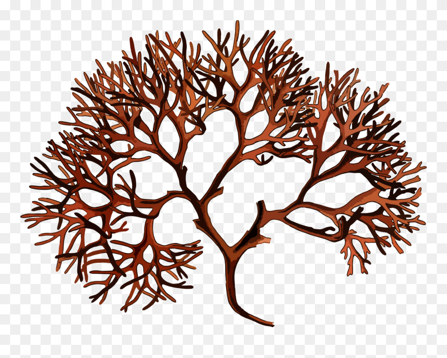 Chondrus Crispus Clipart