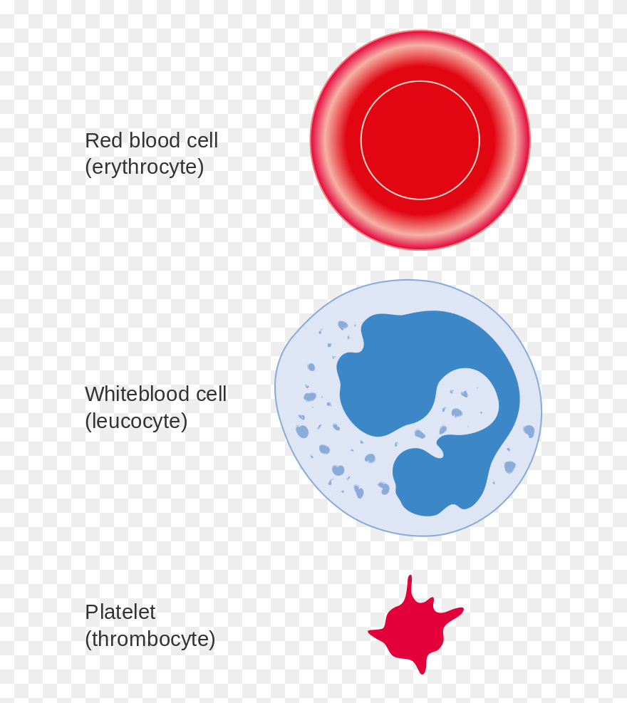3 Cell Types In Blood Clipart