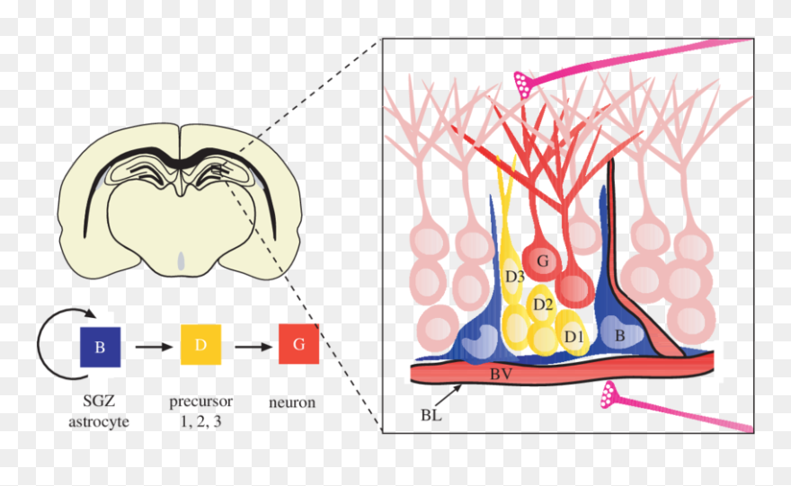 Sgz Brain Clipart