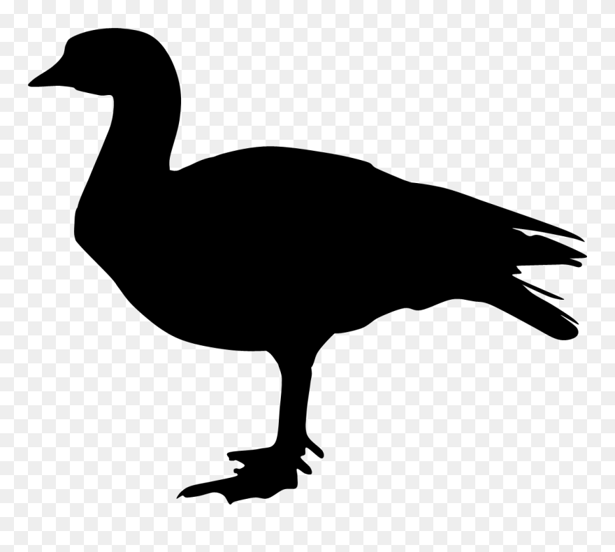 Duck Goose Silhouette Feather Clip Art - Portable Network Graphics - Png Download