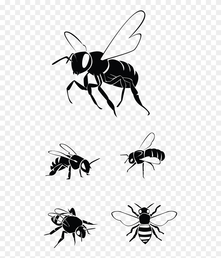 Western Honey Bee Clip Art Vector Graphics Illustration - Clip Art - Png Download