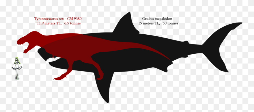 Shark Tooth Megalodon Tyrannosaurus Great White Shark - Spinosaurus Vs Megalodon Size Clipart