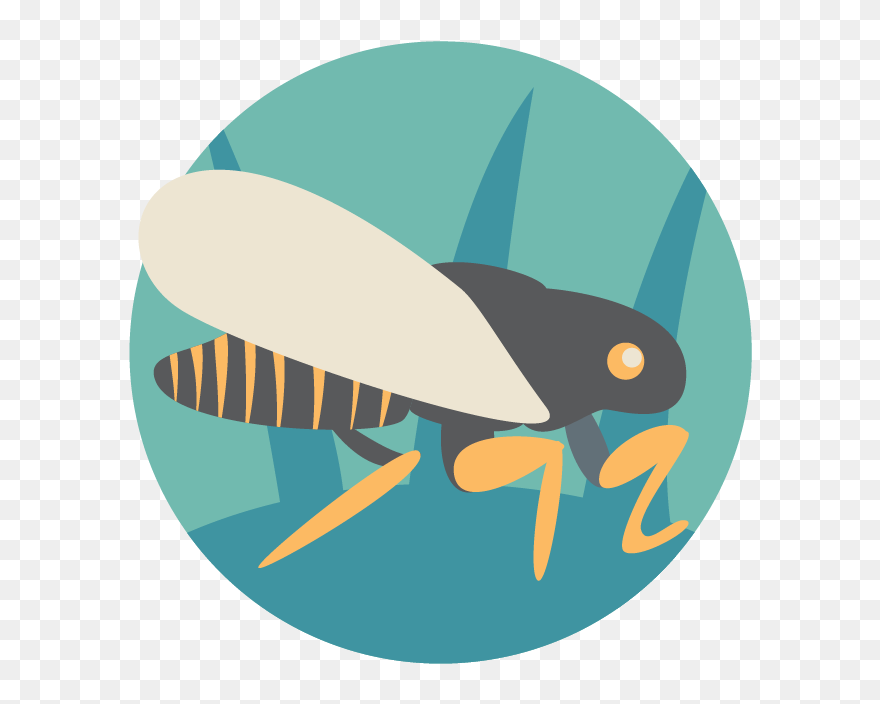 New Forest Cicada - Illustration Clipart