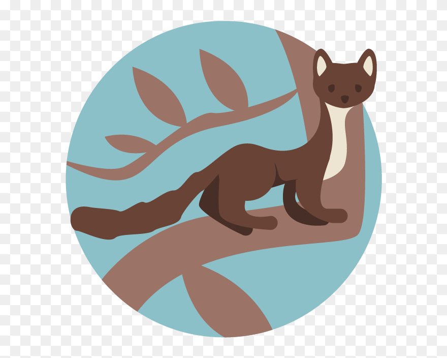 Pine Marten - Otter Clipart