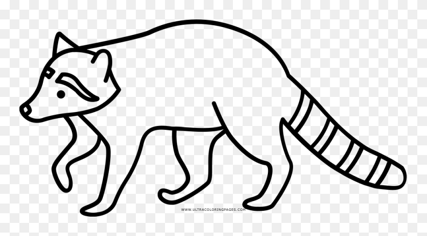 Drawing Raccoon Coloring Page - Line Art Clipart