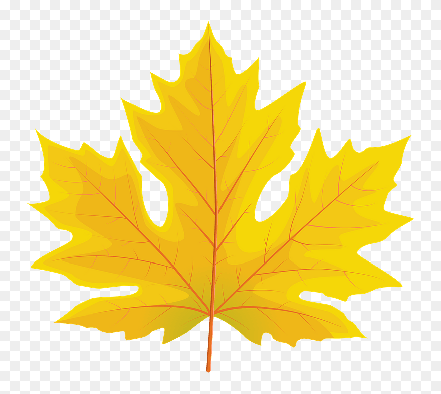 Big Leaf Maple Autumn Leaf Clipart - Clip Art - Png Download