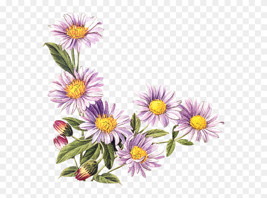 Buon Compleanno Con Margherite Clipart