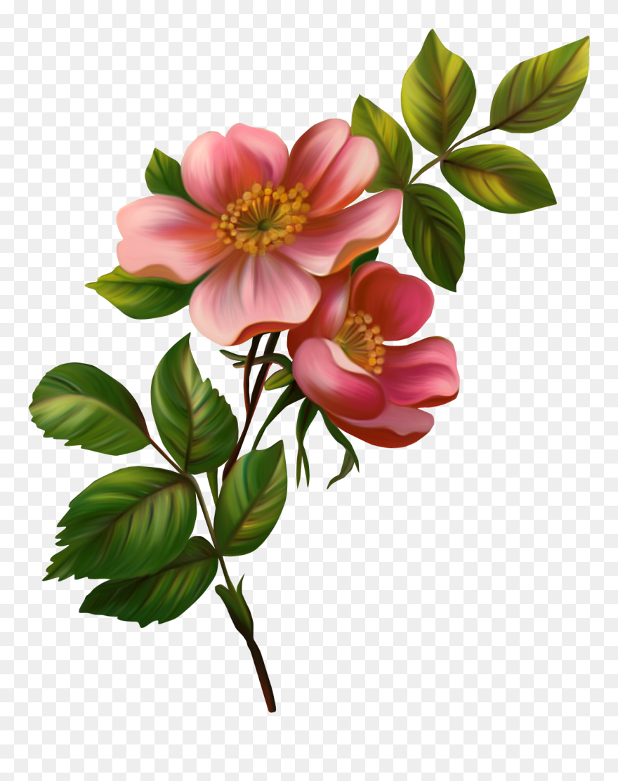 Flower Drawing Vintage Clipart