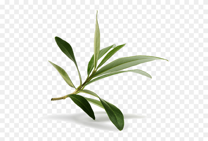 Olive Leaf Olive Branch Stock Photography - Leaf Olive Png Clipart