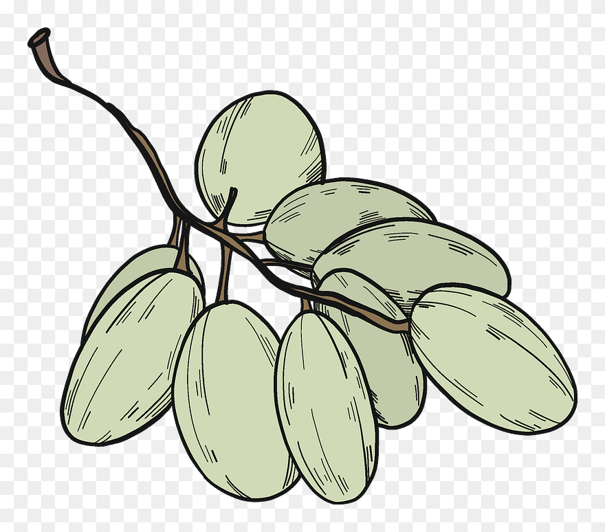 White Grapes Clipart - Seedless Fruit - Png Download