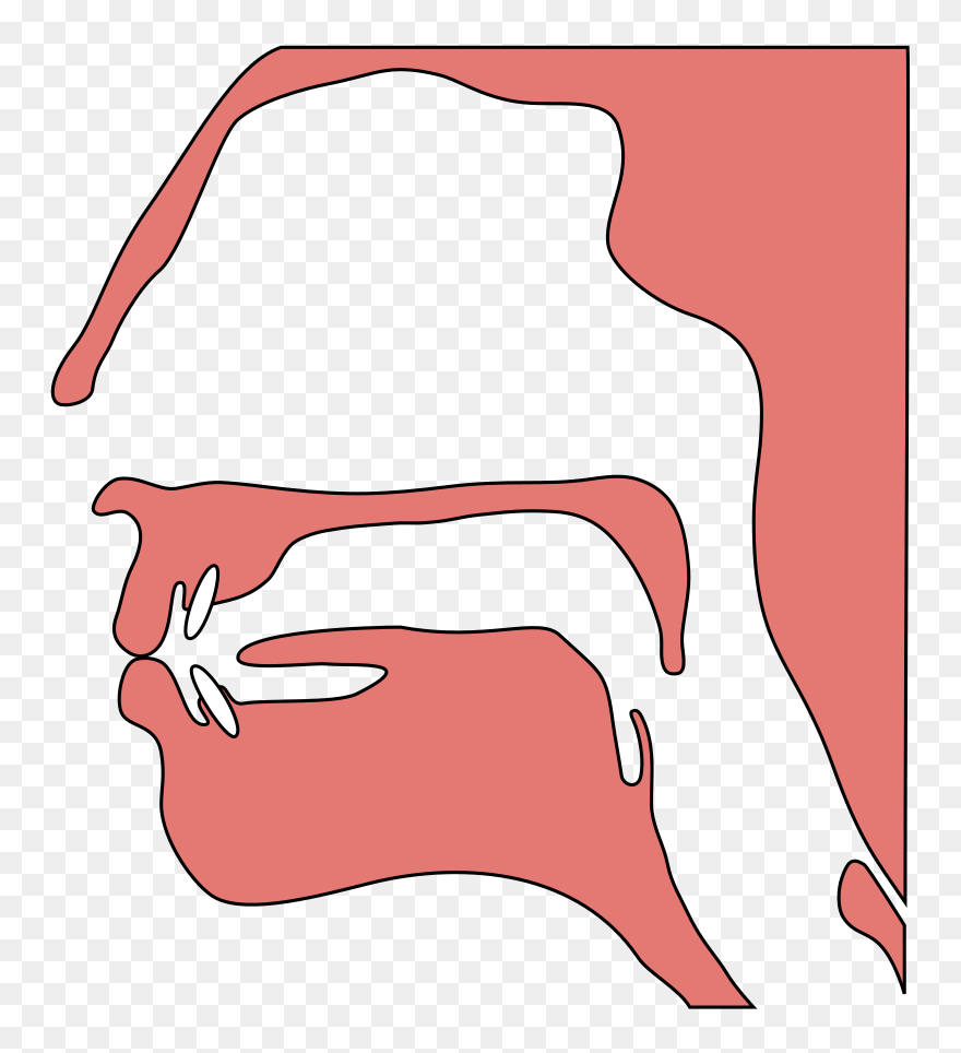 Speech Organ Png Clipart