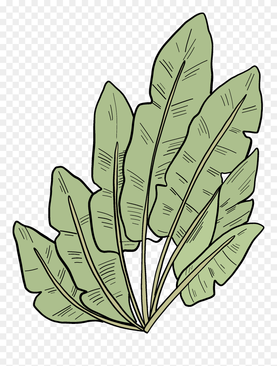 Illustration Clipart