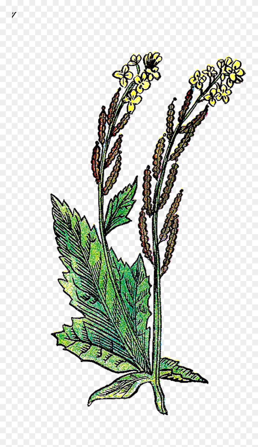 Herb Clip Art - Png Download