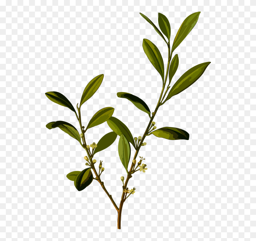 Plant,leaf,herb - Coca Plant Clipart