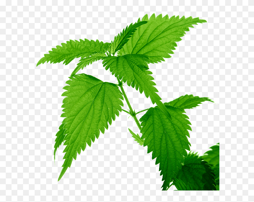 Nettle Png Clipart