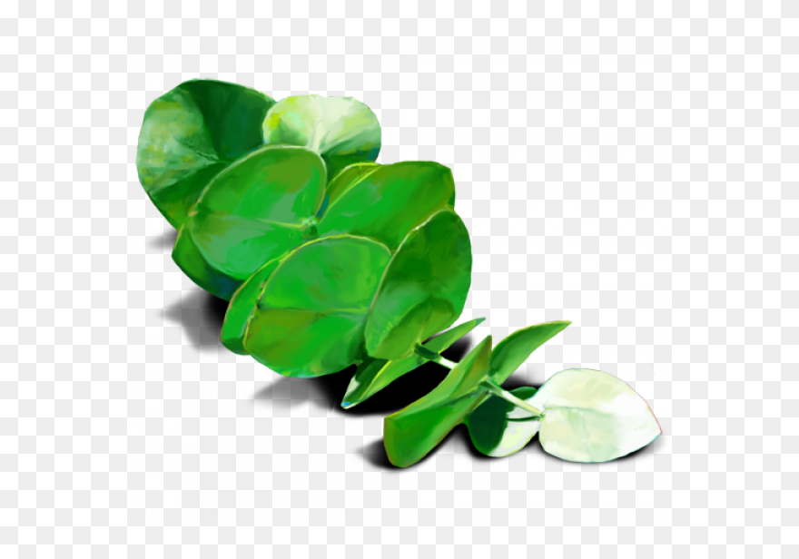 Transparent Eucalyptus Leaf Clipart