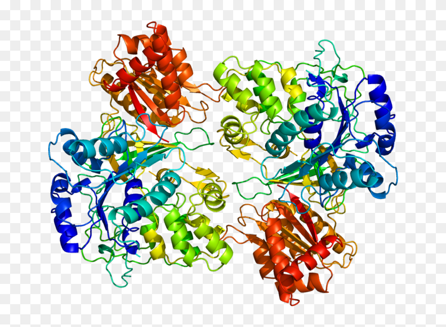 Por Protein Amino Acids - Cytochrome P450 Reductase Clipart