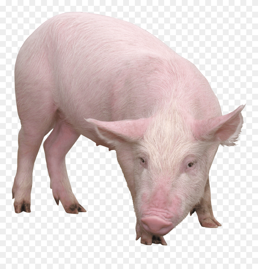 Download Pig Png Image Png Image Pngimg - Pig Png Clipart