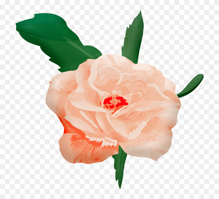 Rosa En Acuarela Png Clipart