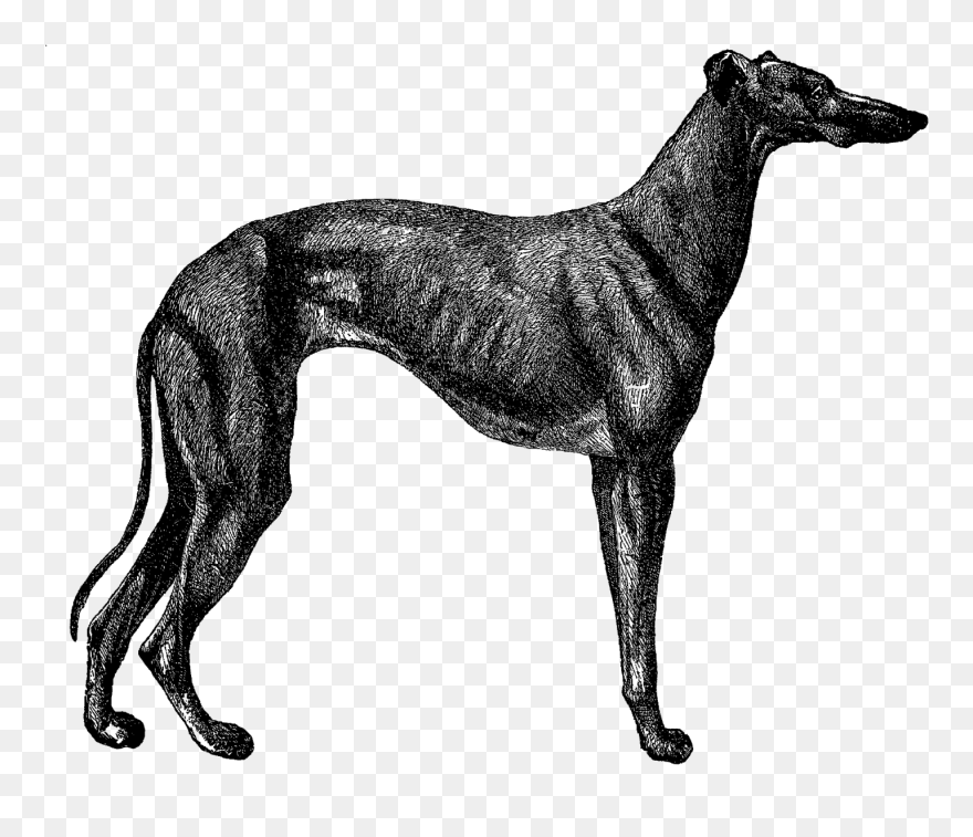 Greyhound Dog Clipart Black And White Download Digital - Vintage Greyhound Dog - Png Download