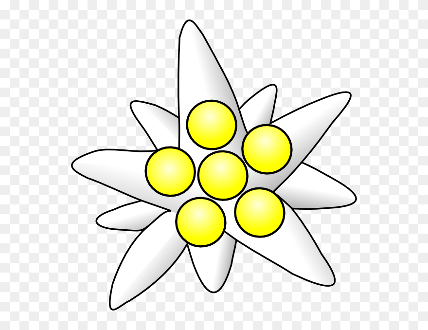 Flower Circles Clip Art At Clipart Library - Edelweiss Clipart - Png Download