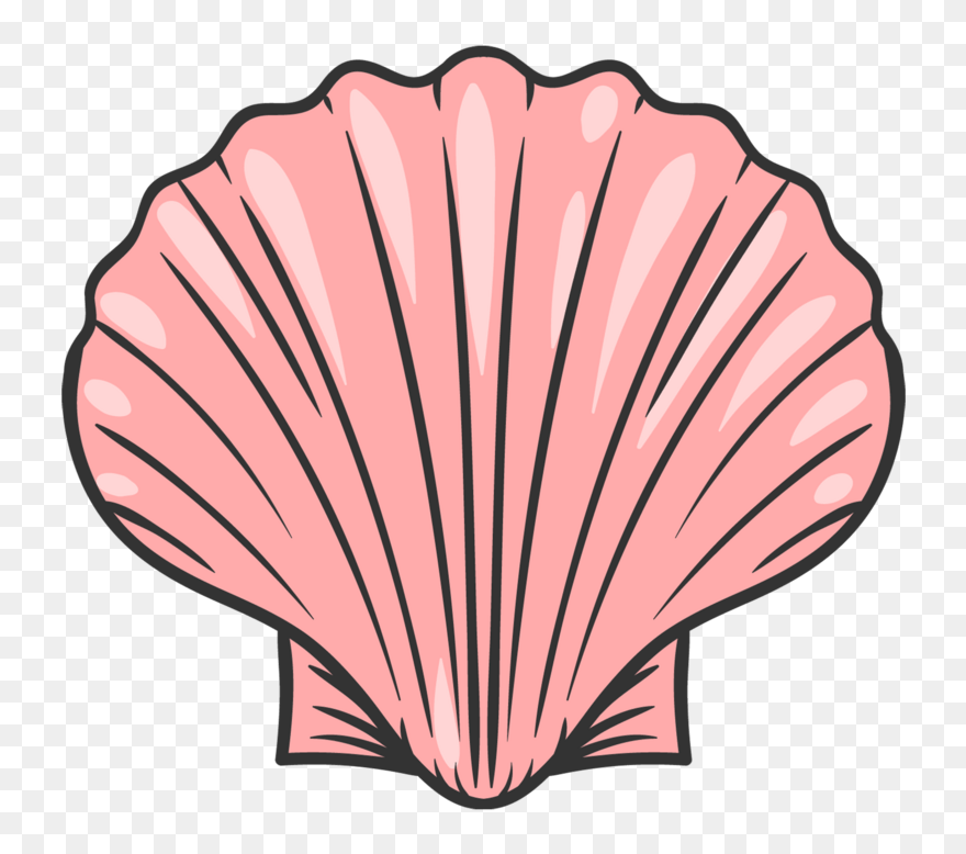 贝壳 手绘 Clipart