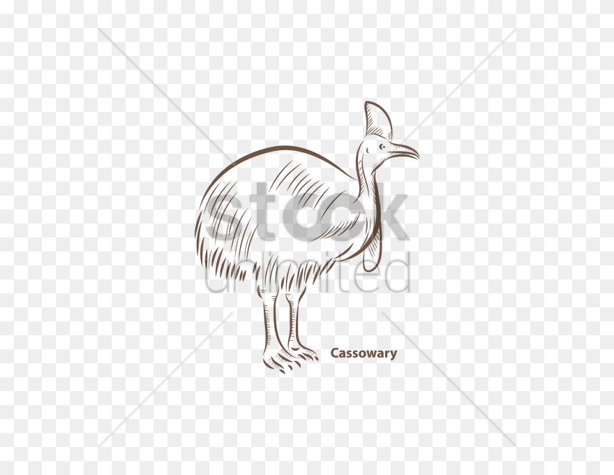 Cassowary Vector Image - Emu Clipart