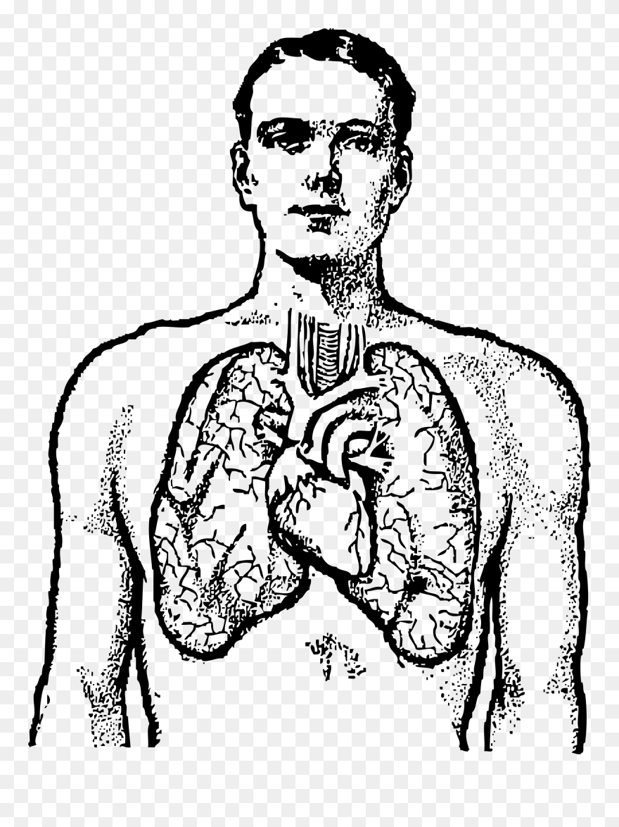 Collection Of Free Chest Drawing Human Body Download - Lungs And Heart Drawing Clipart