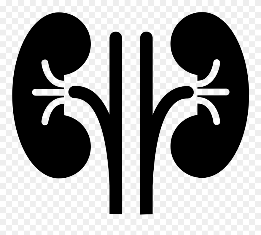 Kidney Clipart - Png Download