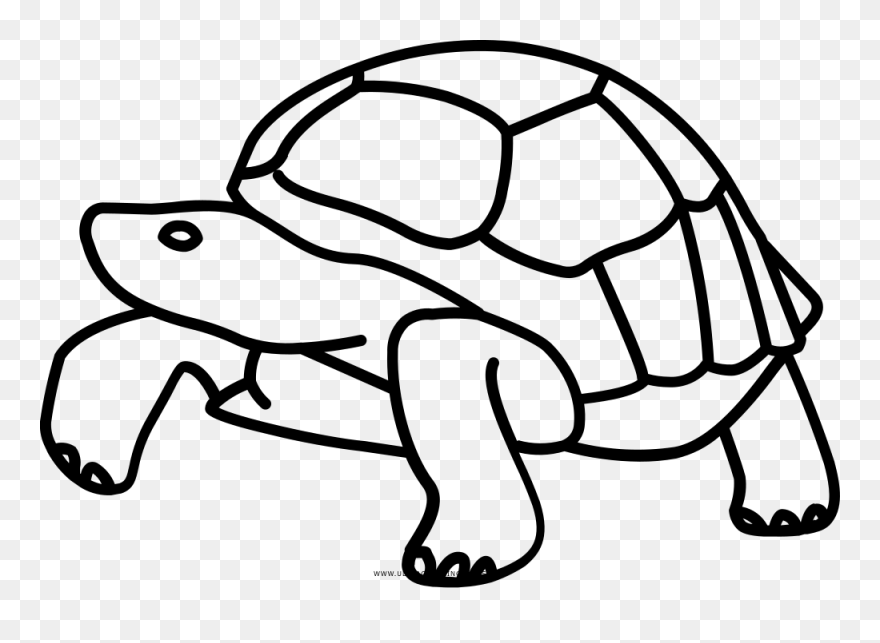 Galápagos Islands Tortoise Turtle Drawing Clip Art - Galapagos Islands Clip Art - Png Download