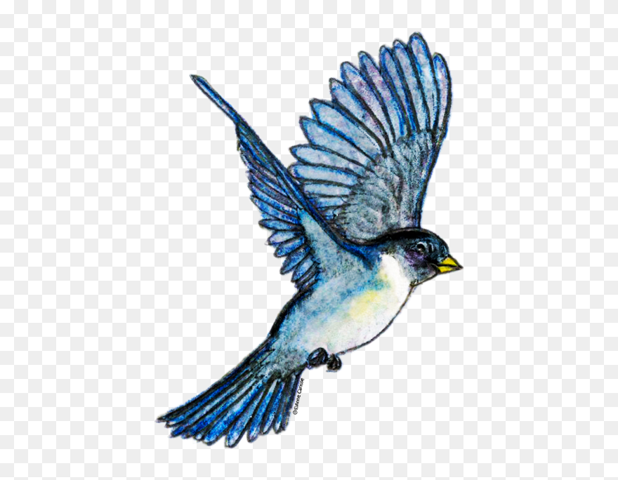 Clipart Gratuit Photo Paxgalaxycom Gratuit Clipart - Clipart Animaux - Png Download