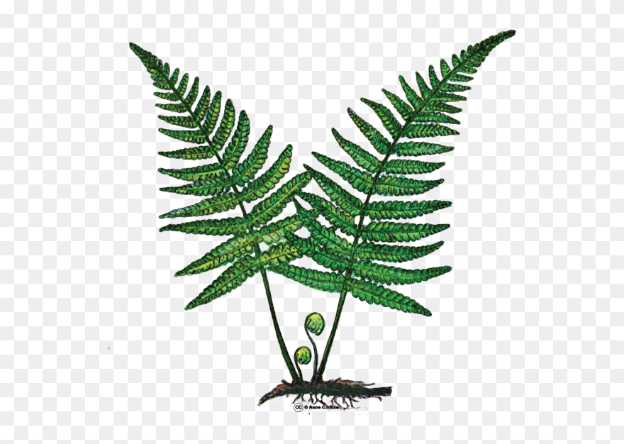 Fougère Plante Clipart