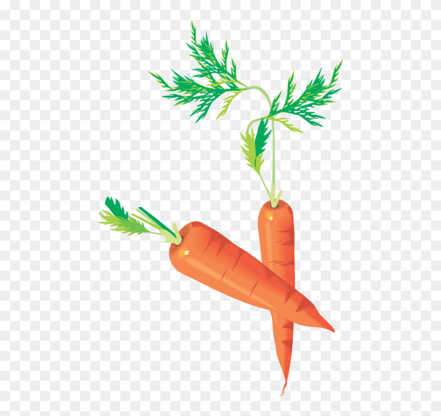 Carottes Png - Carrots Drawing - Zanahorias - Möhren - Drawing Carrots Clipart
