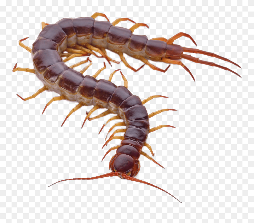 Centipede Png Clipart