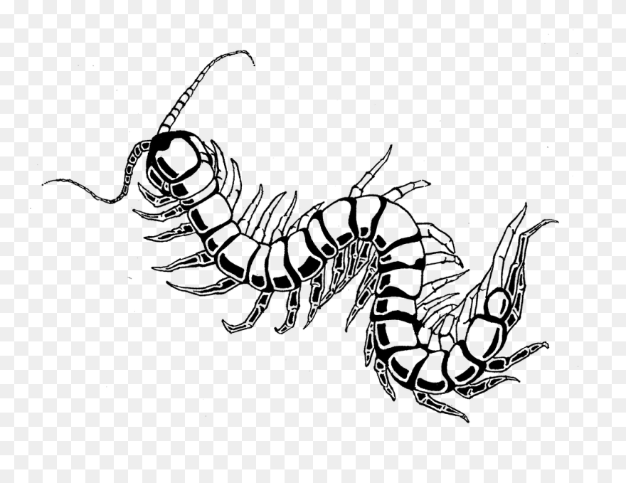 Centipede - Centipede Drawing Transparent Clipart