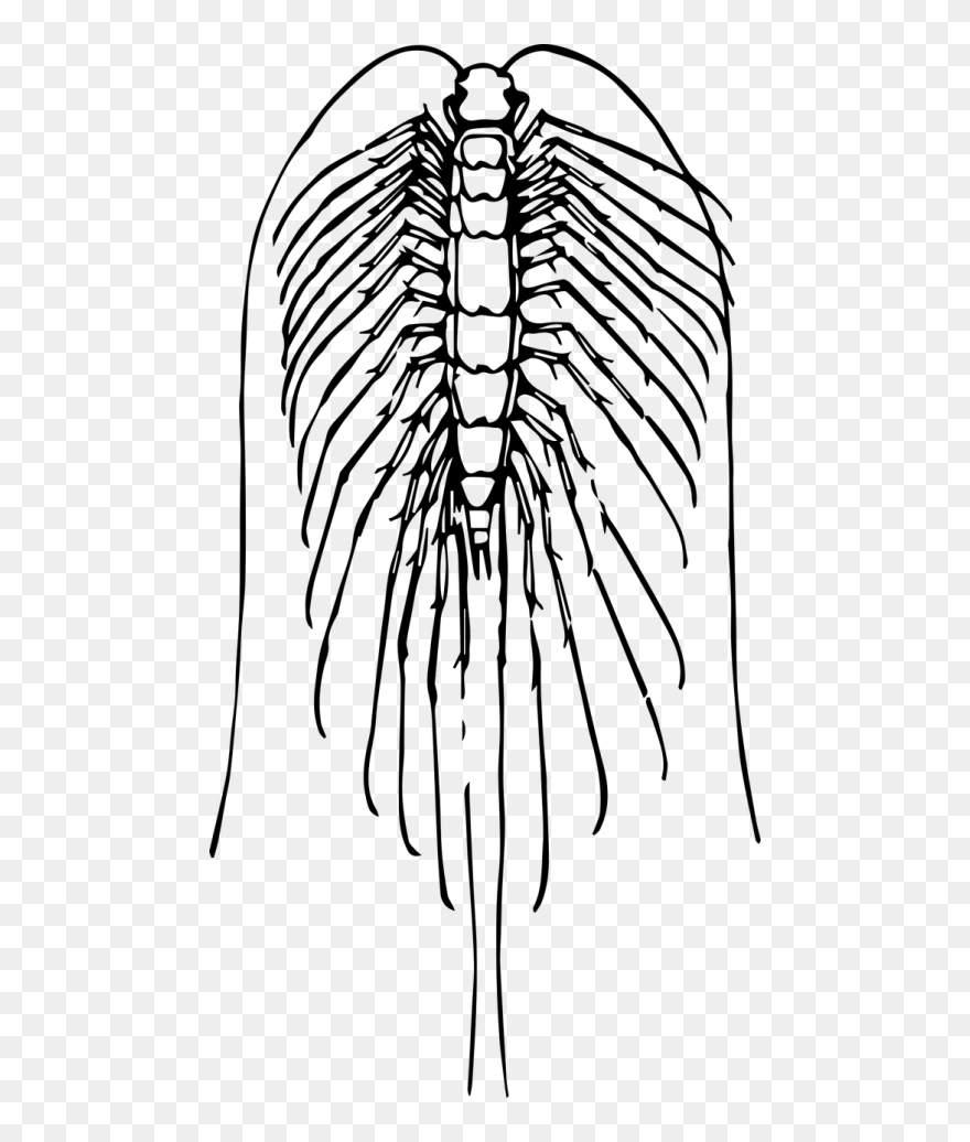 Animal Bug Centipede - Centipedes Clipart