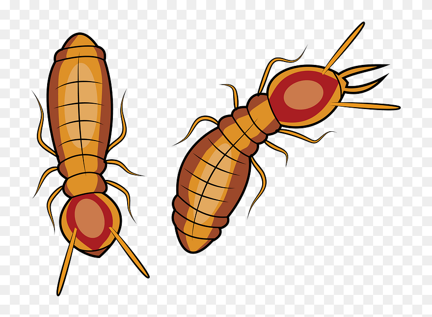 Termita Subterránea De Formosa Clipart - Pest - Png Download