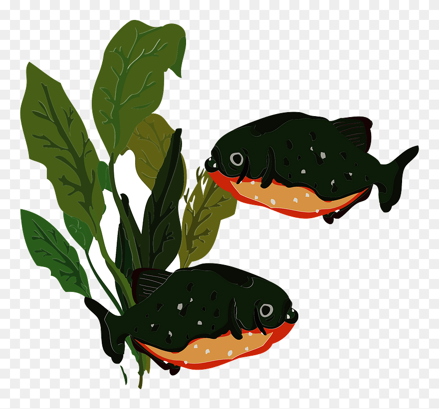 Piranha Fish Clipart - Piranha - Png Download