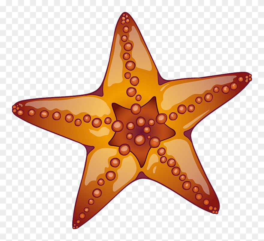 Starfish Clipart - Starfish - Png Download